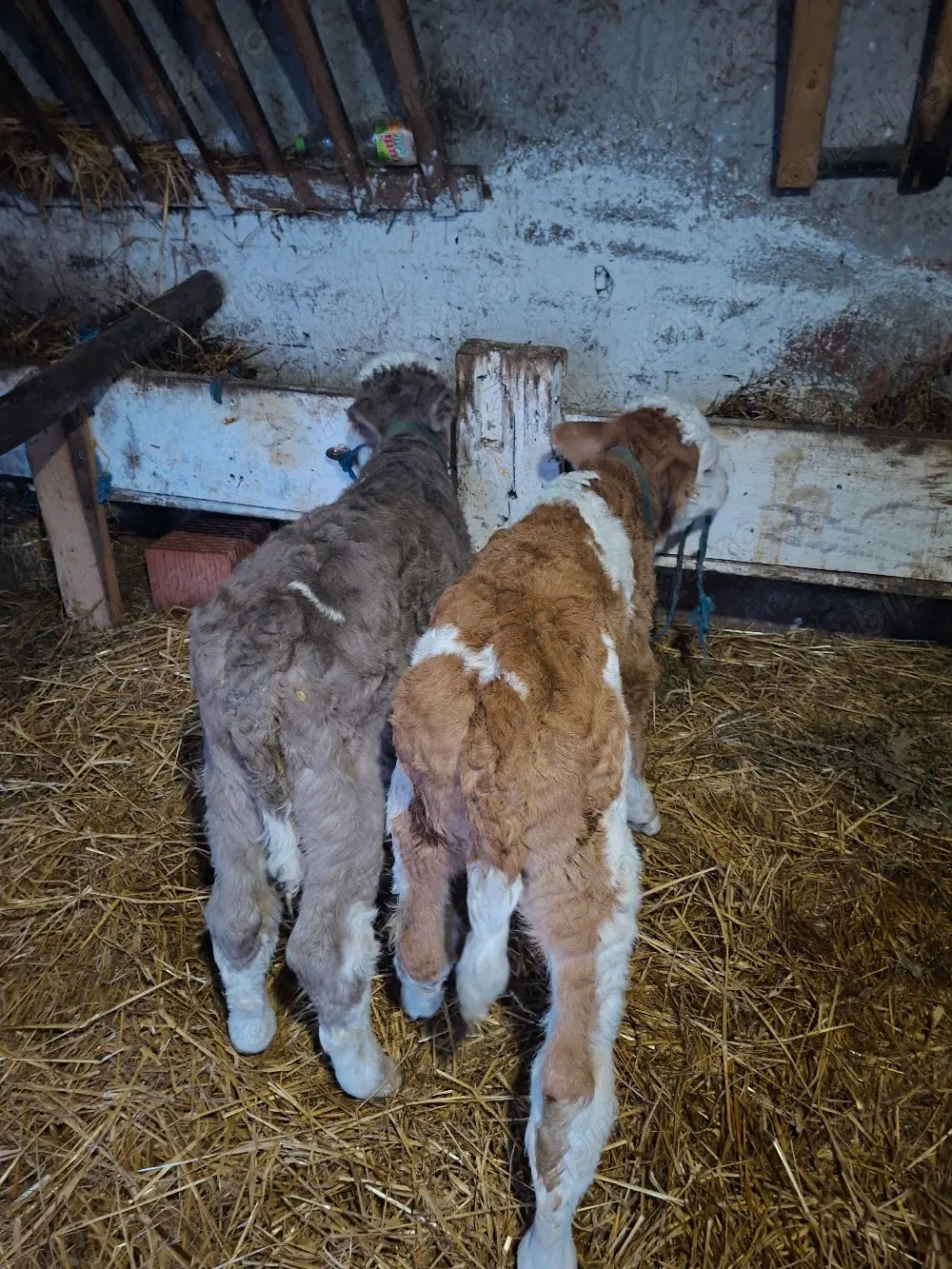 vand 2 vitei baltat  de 3 saptamani 