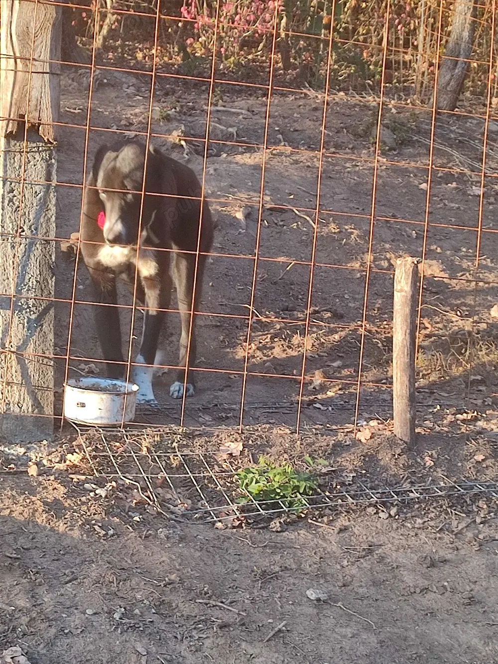 femela asia centrala disponibila agresiva la animale si oameni