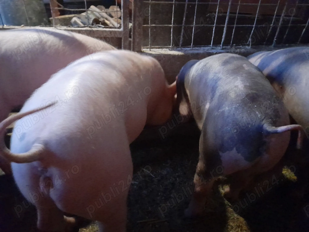 Purcei pietran cu landras 