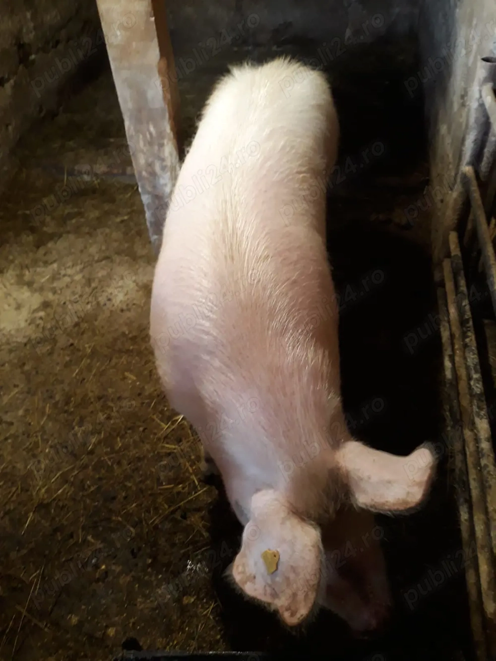 Vind porc 170 kg forte frumos