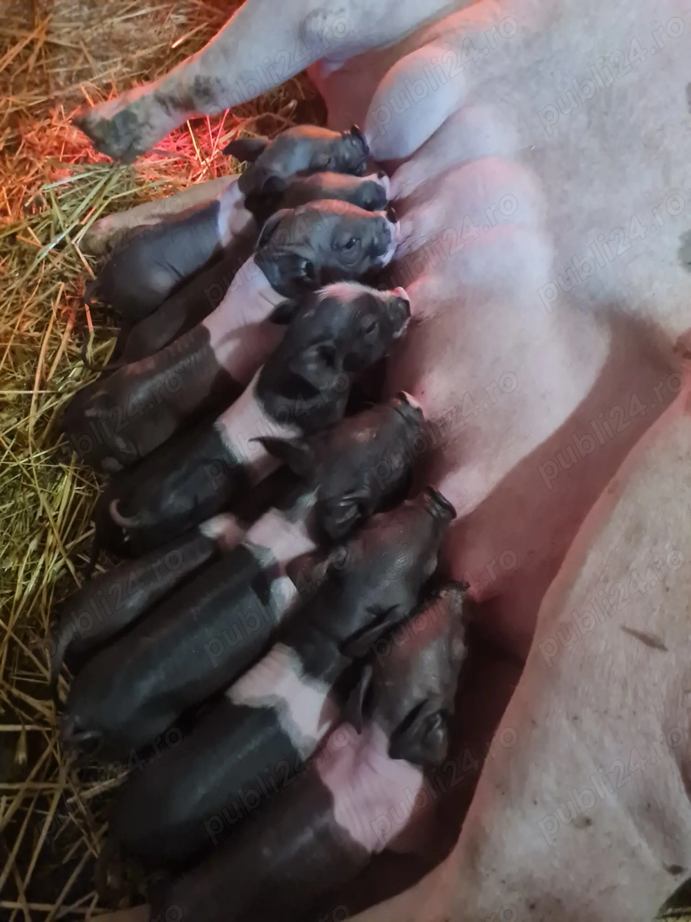 Vand scroafa cu 12 purcei