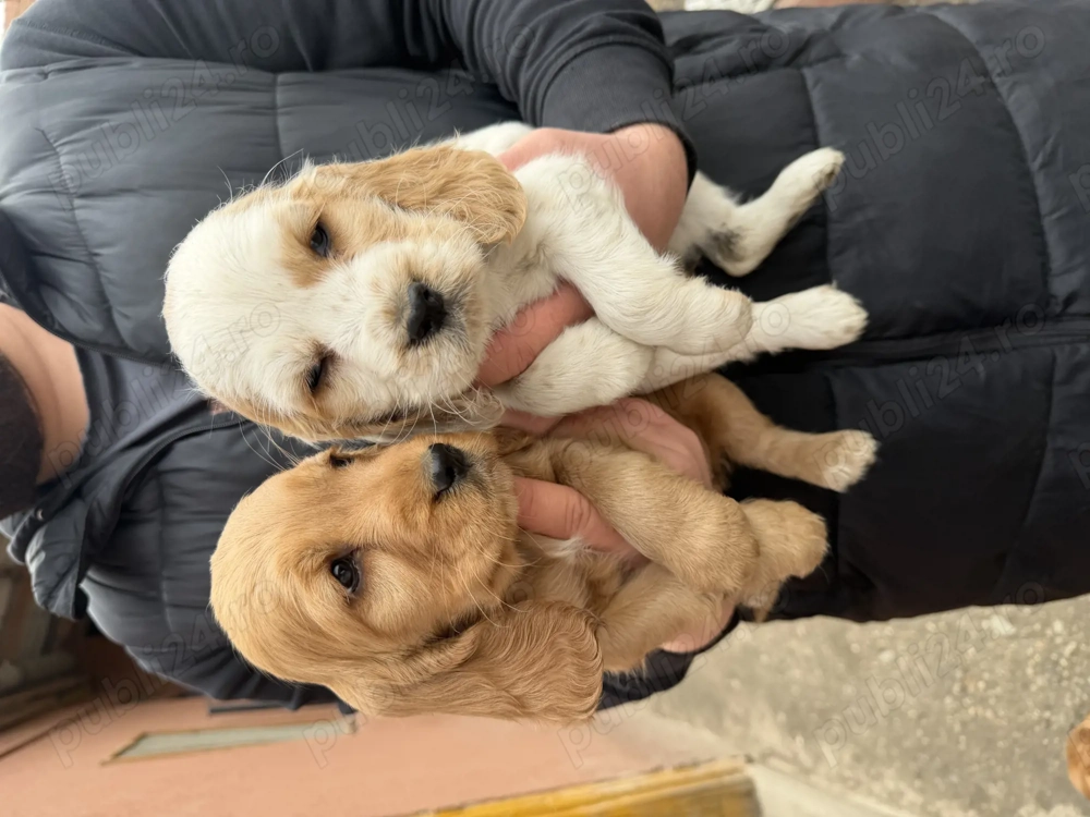 Puiuți cocker spaniel 