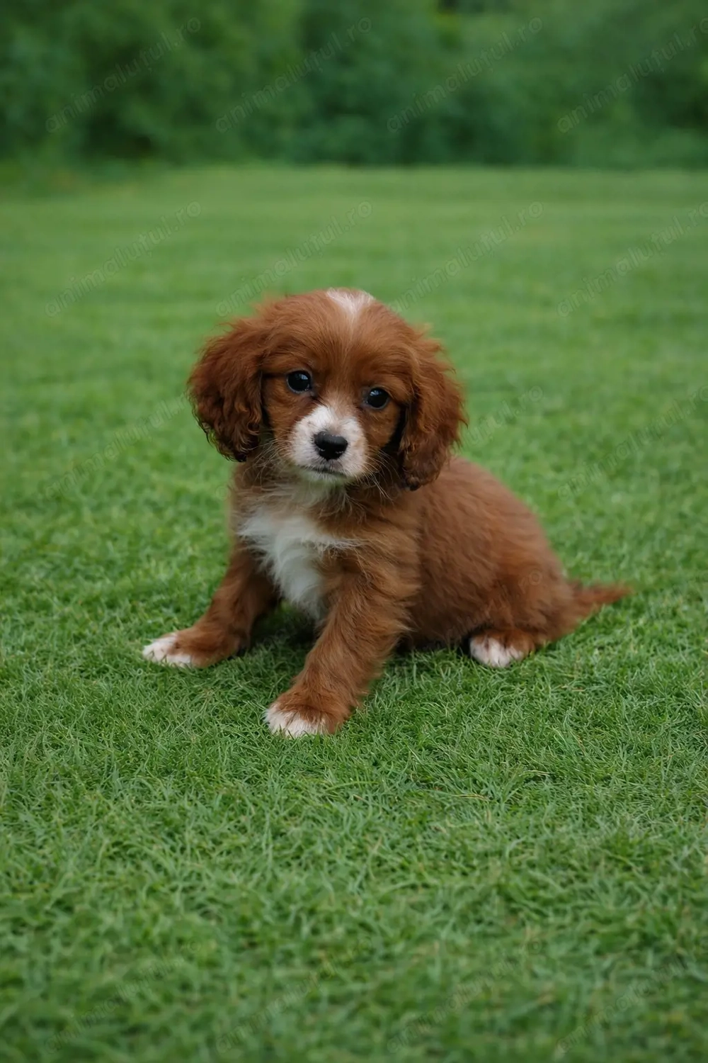 Pui rasa Cavapoo red disponibil