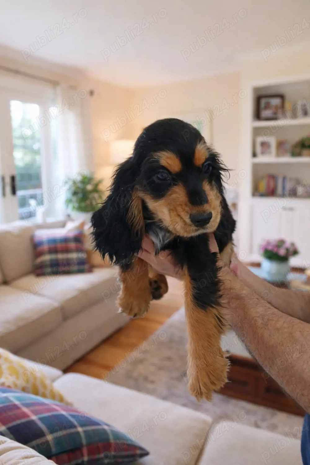 Pui rasa Cocker Spaniel black and tan disponibil