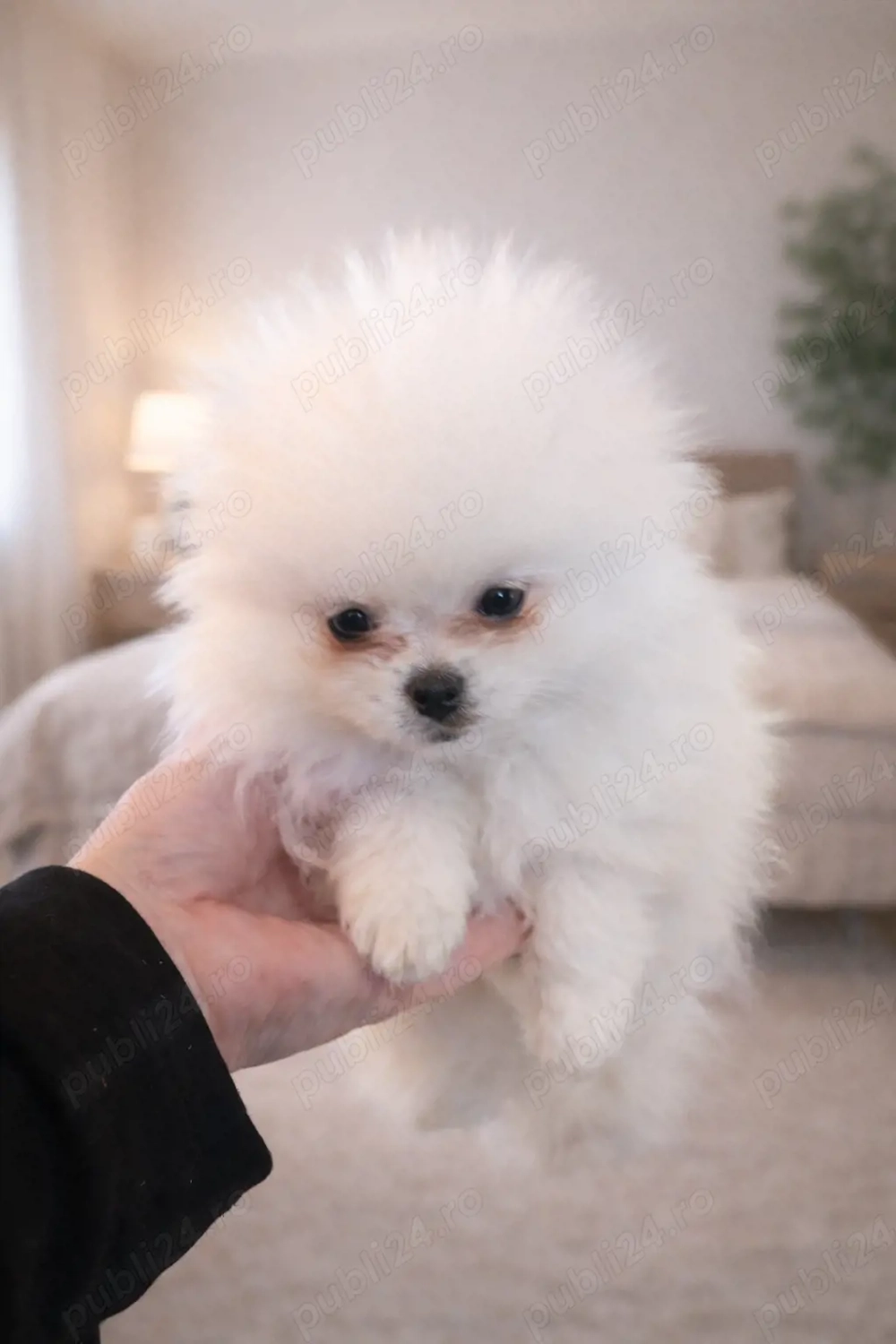 Pui rasa Pomeranian Toy disponibil