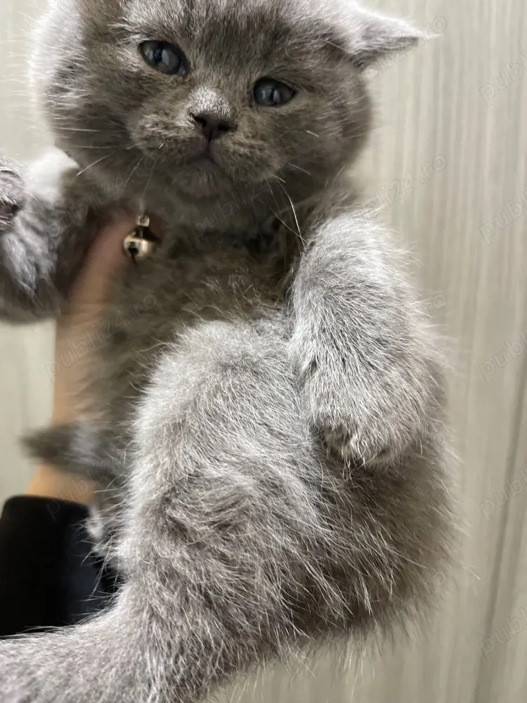 fetita scotish 7 saptamani