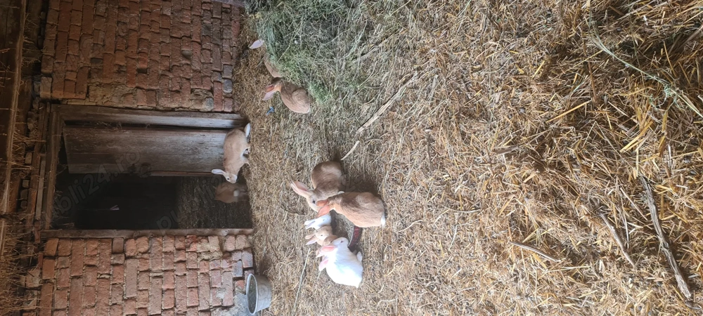 Vând iepuri hycole francez 