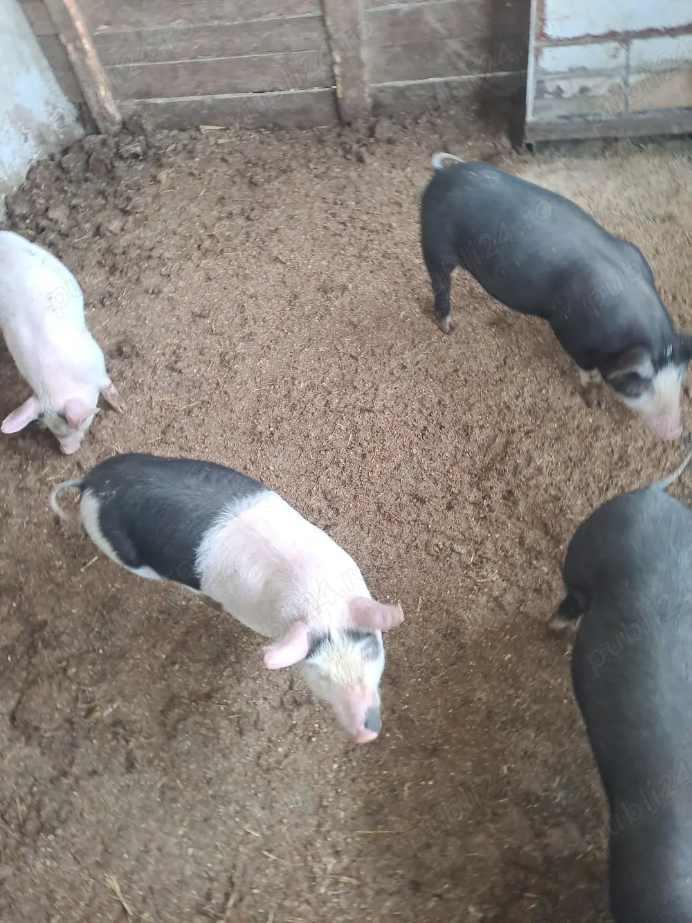 vand purcei de 2 luni petran cu bazna