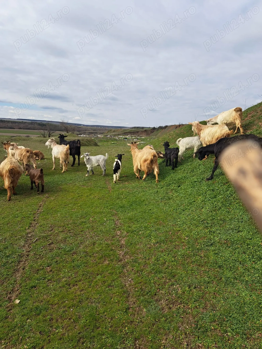 Vând iezi și capre!