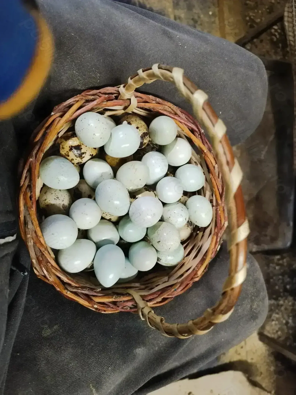 Oua pentru incubat de prepeliță celadon cu 1.5lei buc 