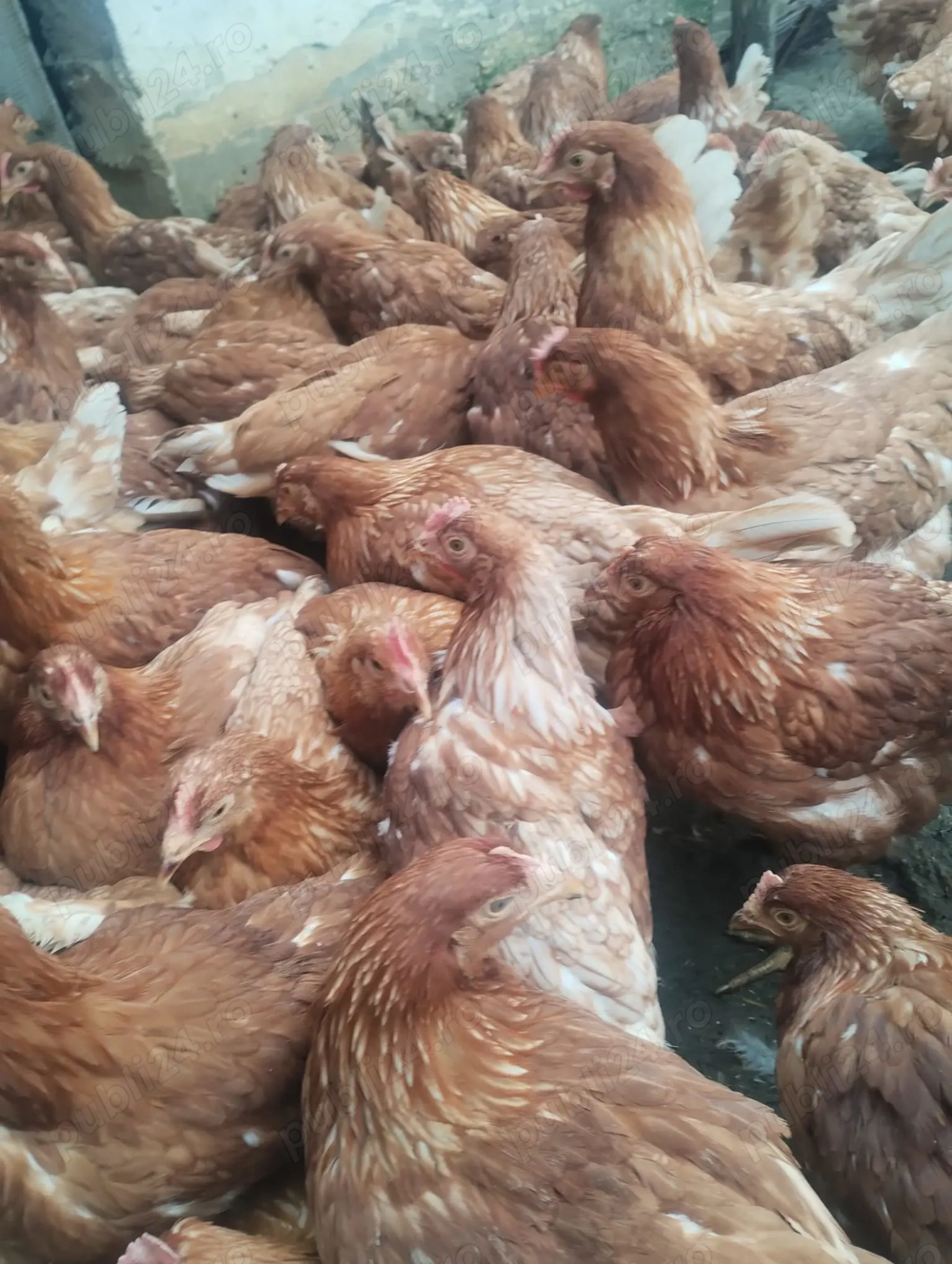 Vând puicute de 17 săptămâni 