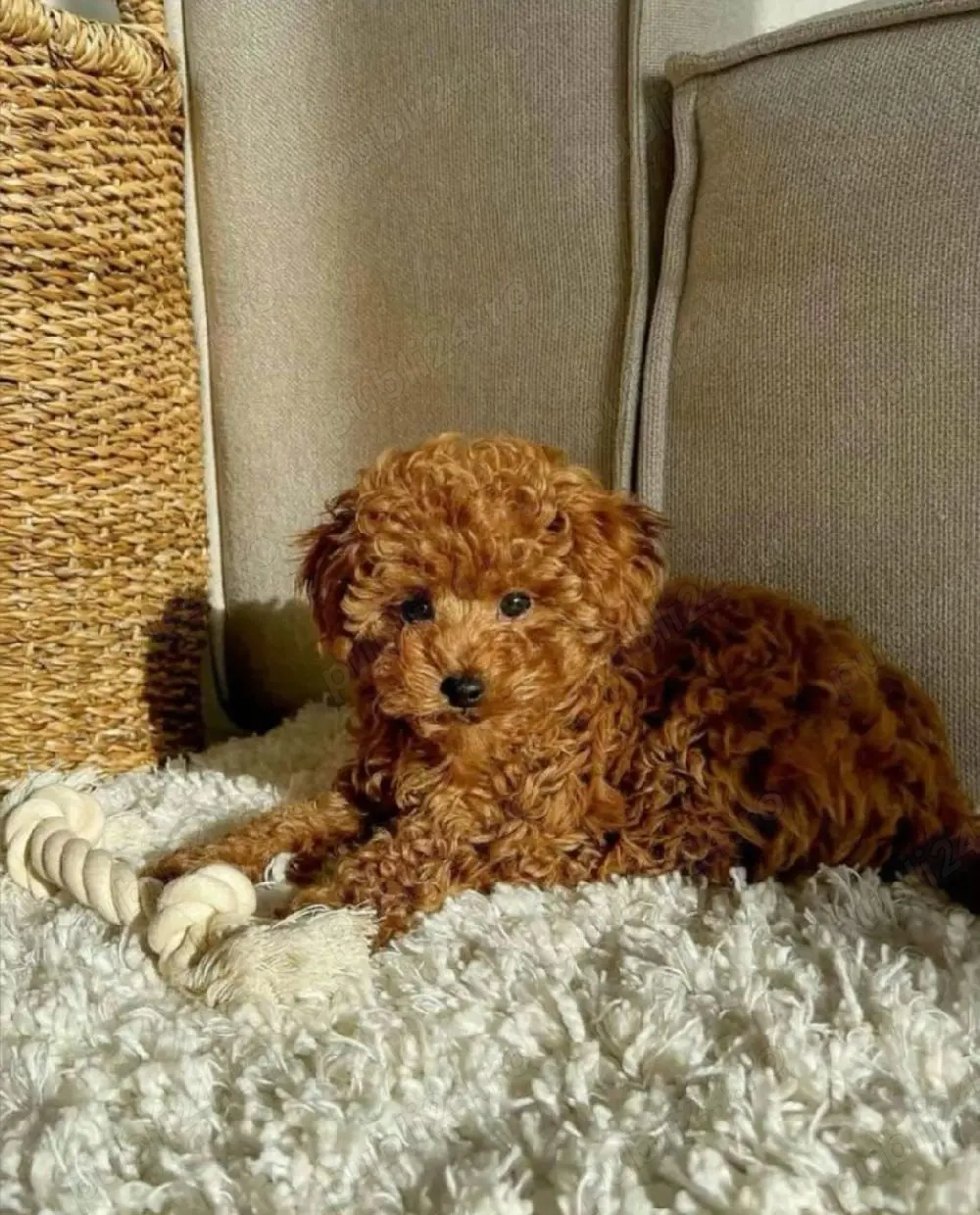 Pudel   Poodle băiat mini toy 