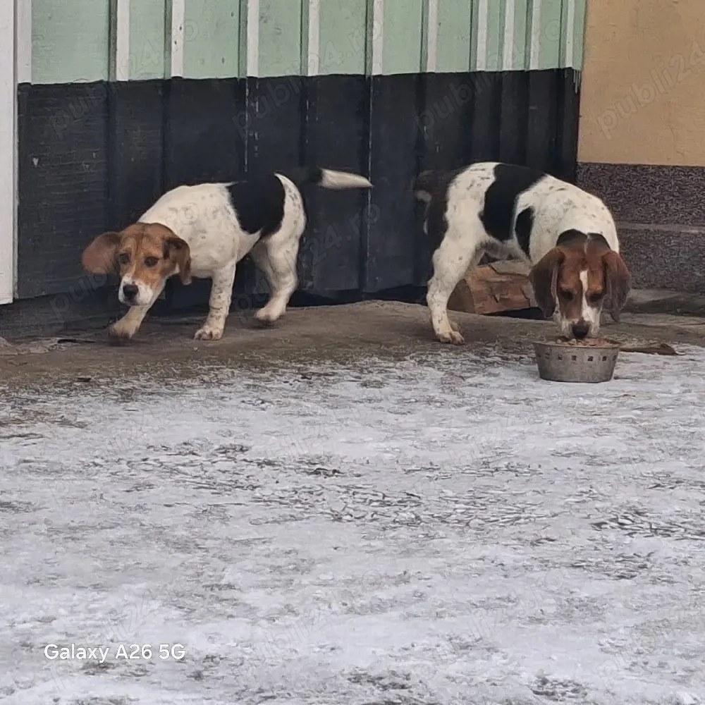 vand o pereche de catei rasa Beagle 