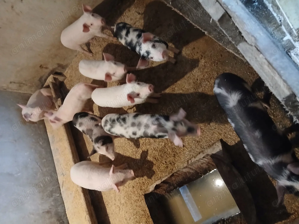 Au mai ramas 2 perechi