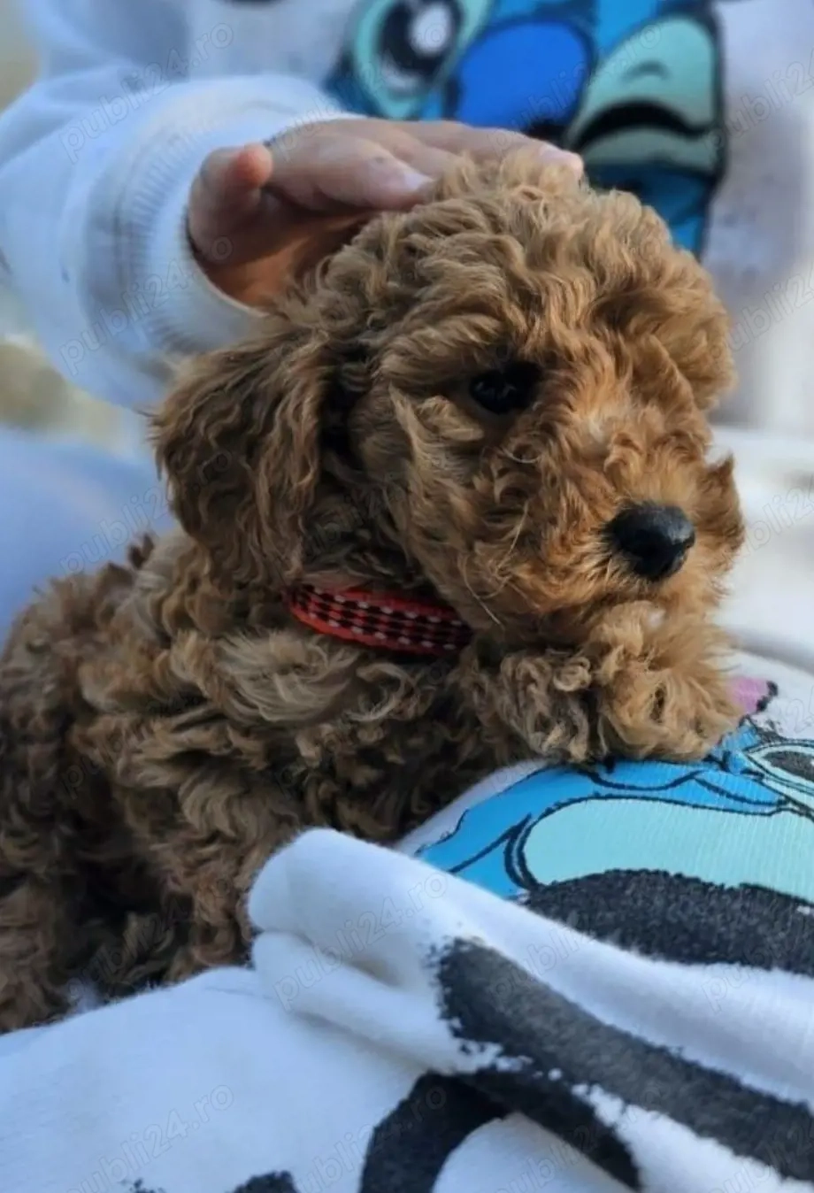 pudel red toy 2 luni