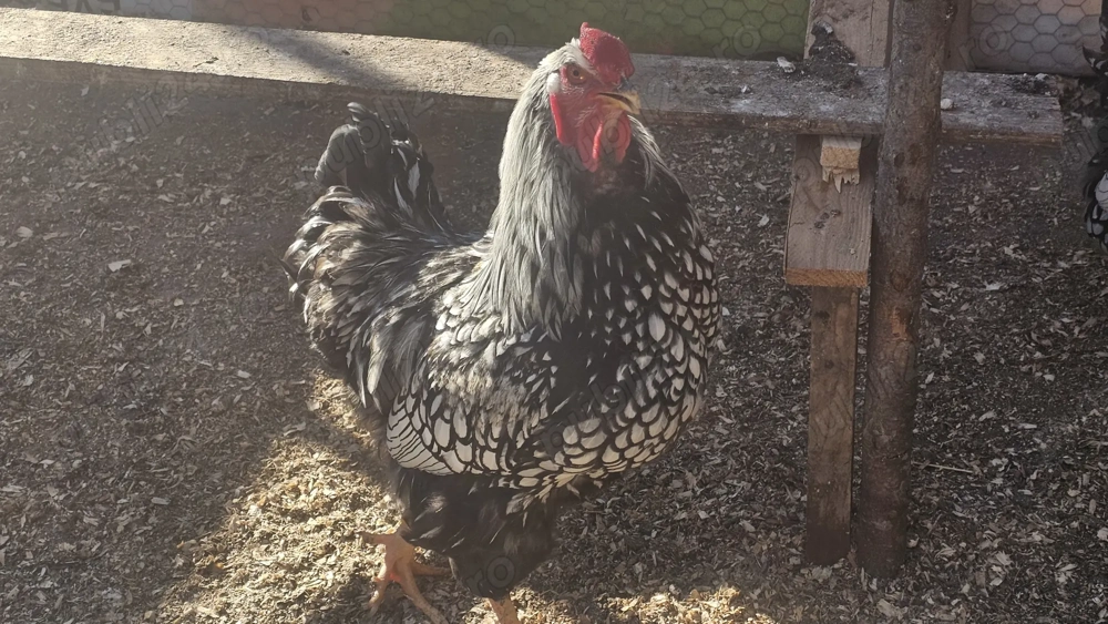 Vand cocoși wyandotte tineret 