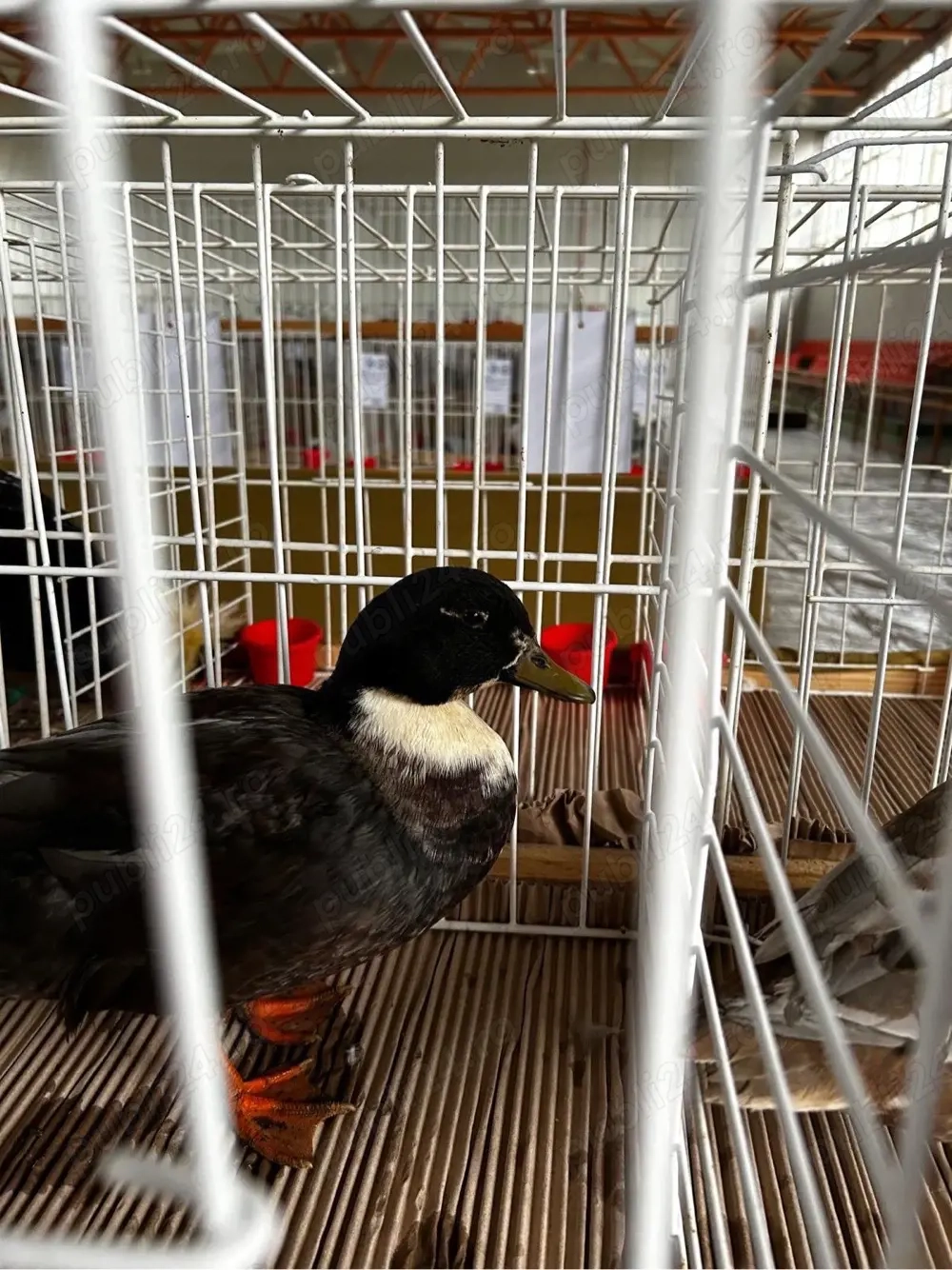 Rate pitice olandeze