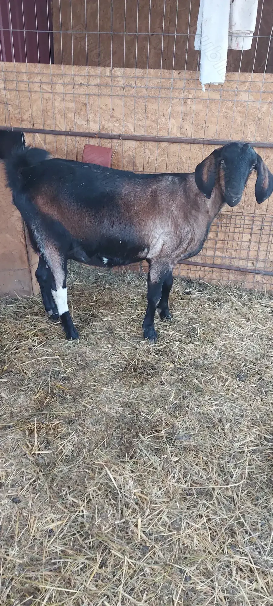 De vânzare metis anglo-nubian 