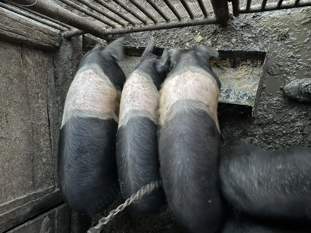 Soldani Bazna rasa pura