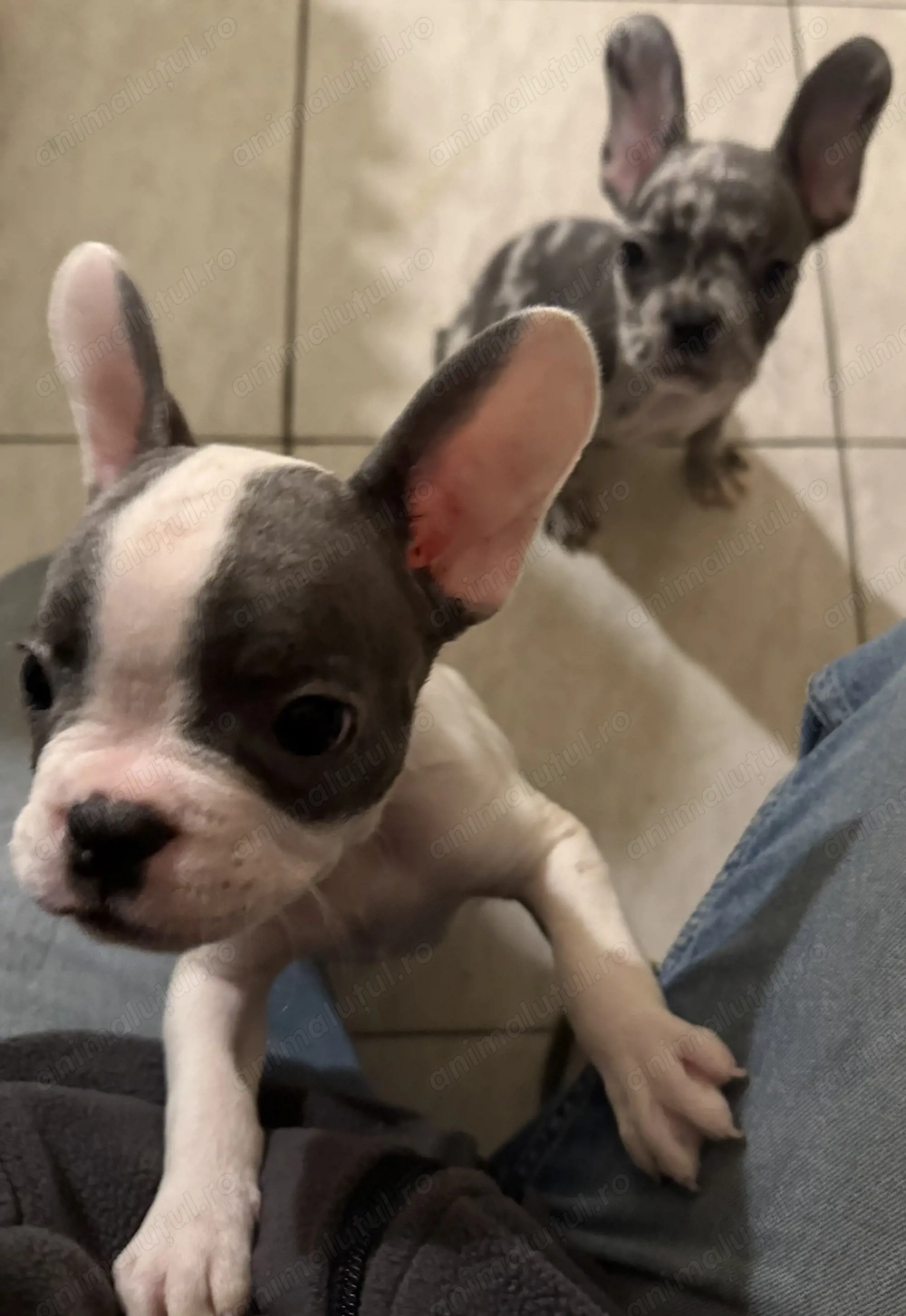 Puișori Bulldog Francez