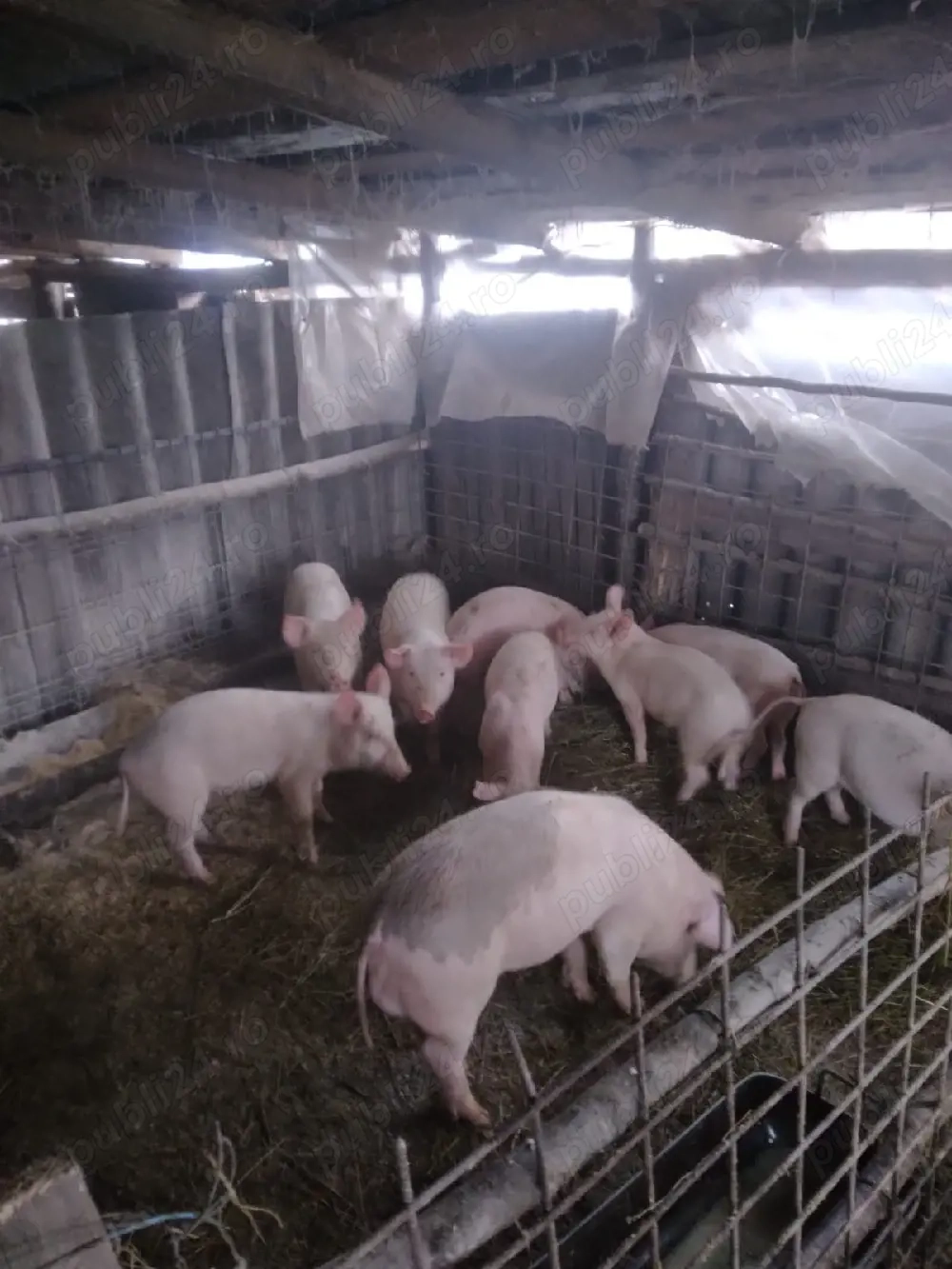 vând purcei de casa oferta