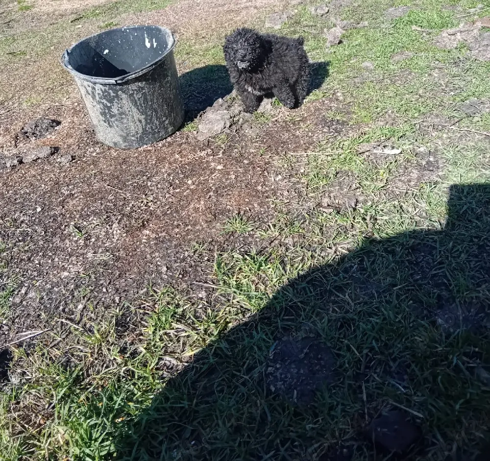 vând catei de întors oile.varsta 2uni.