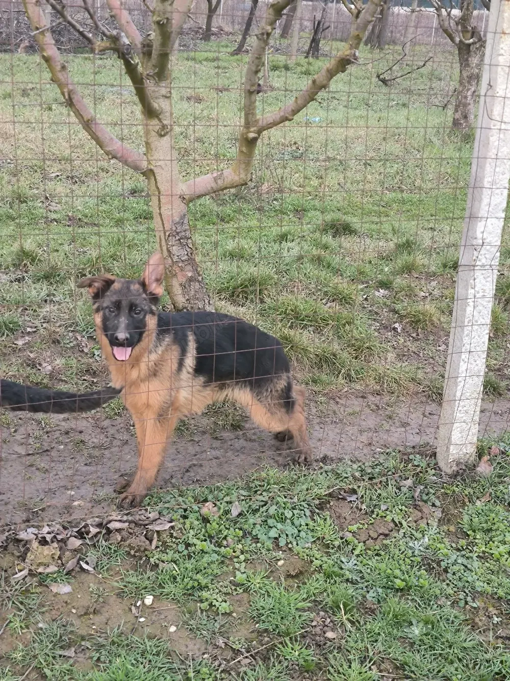 Disponibili pui ciobanesc german cu par scurt si par lung