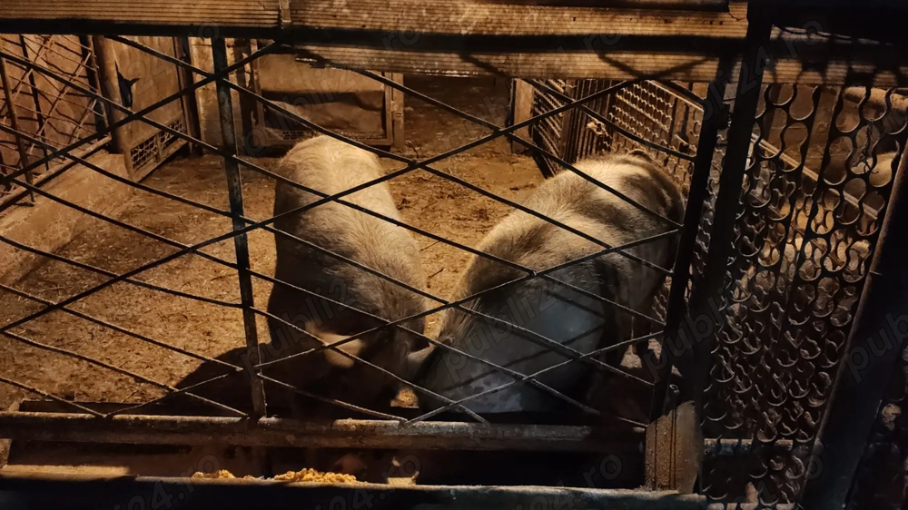 Vand oii si porcii (70-140kg)