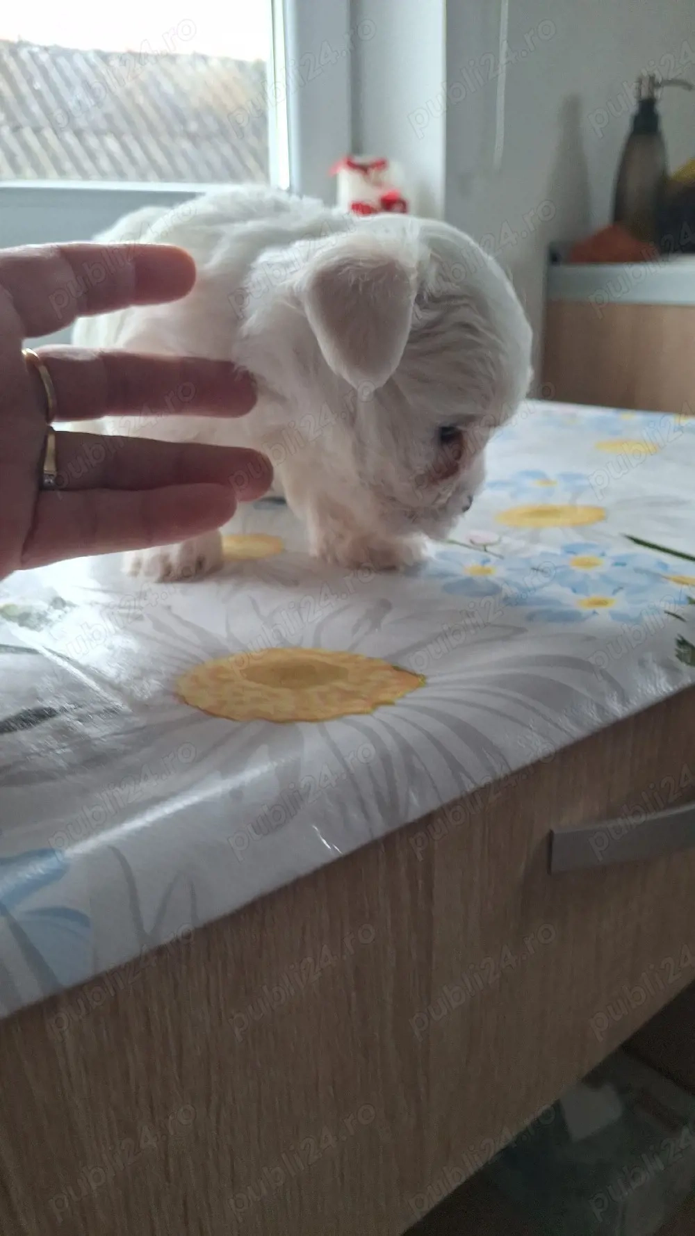 bichon maltez Dâmbovița 