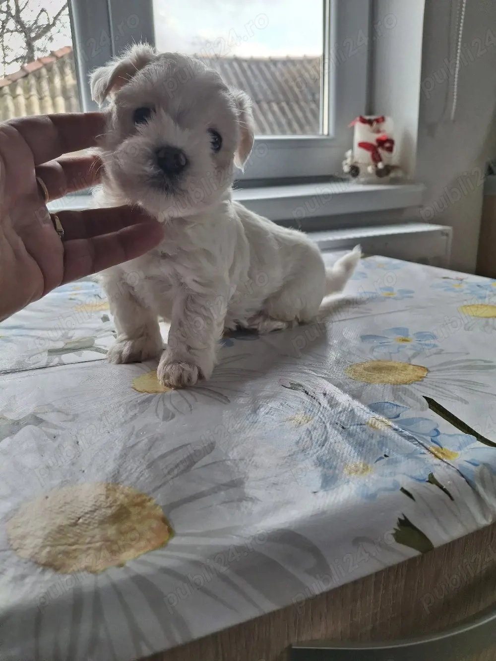 bison maltez Dâmbovița 