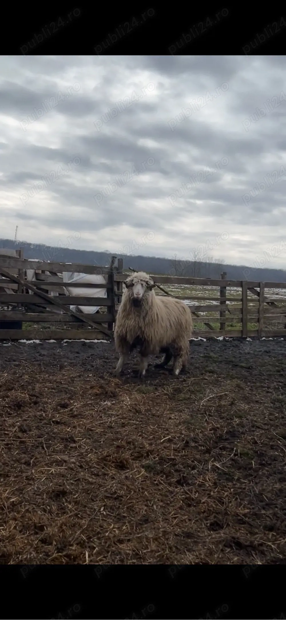 berbecuti de vanzare