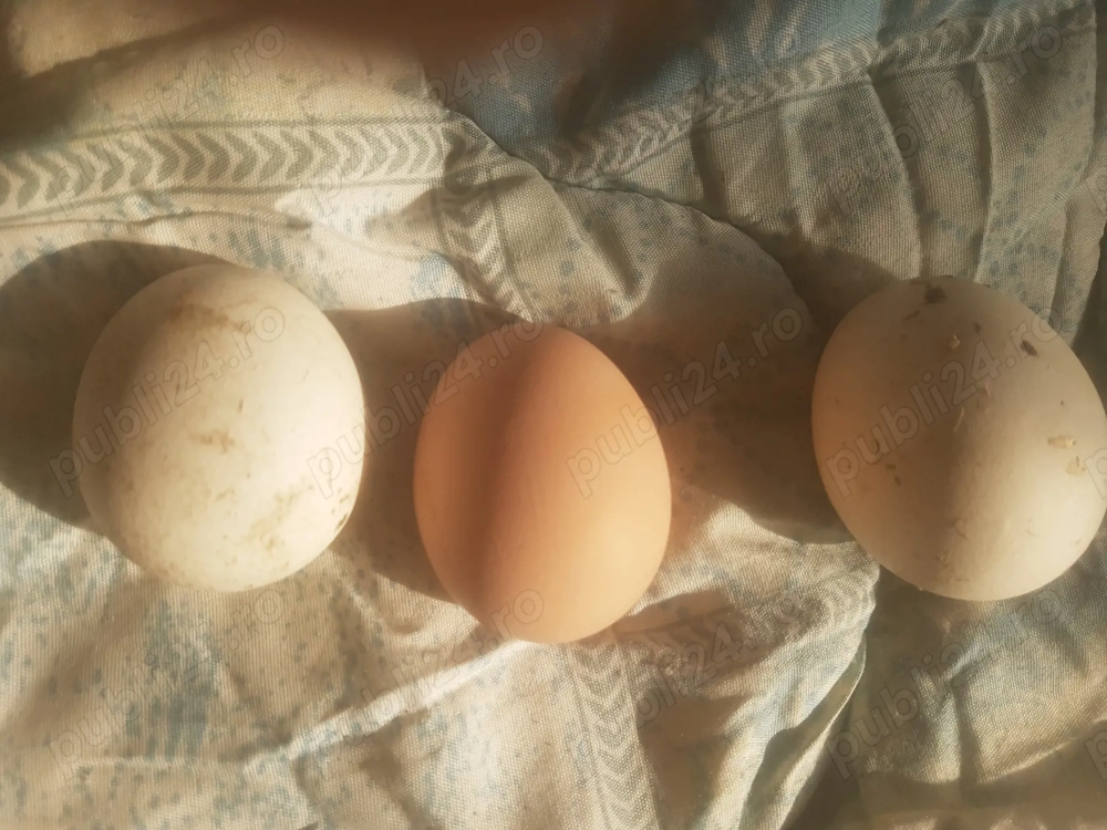 Ouă de gâscă stalpitura