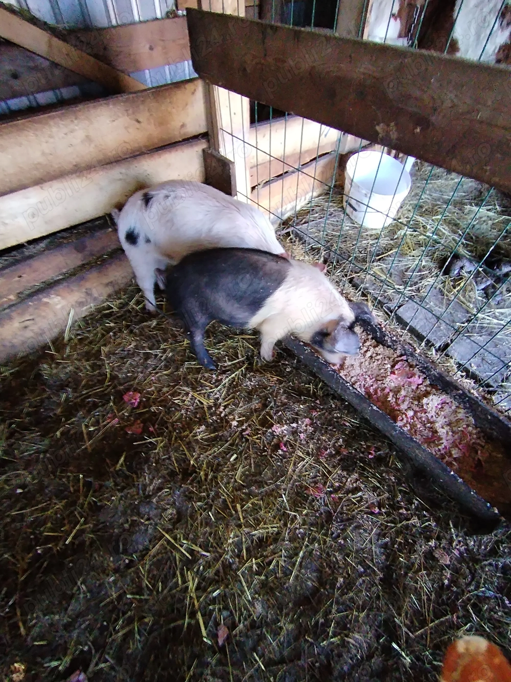 Disponibil 2 purcei o scrfita si un mascur 