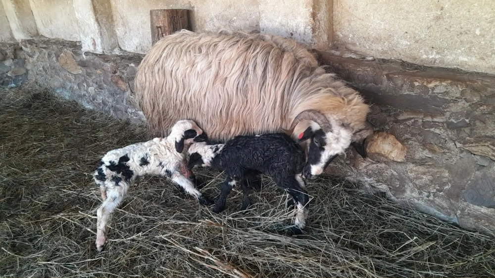 Vând     patru   oi 