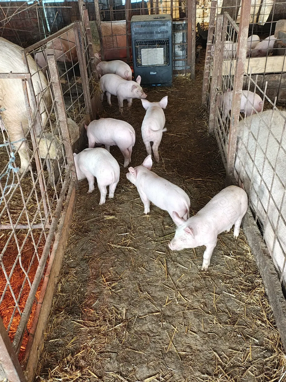 Vând purcei de rasa 