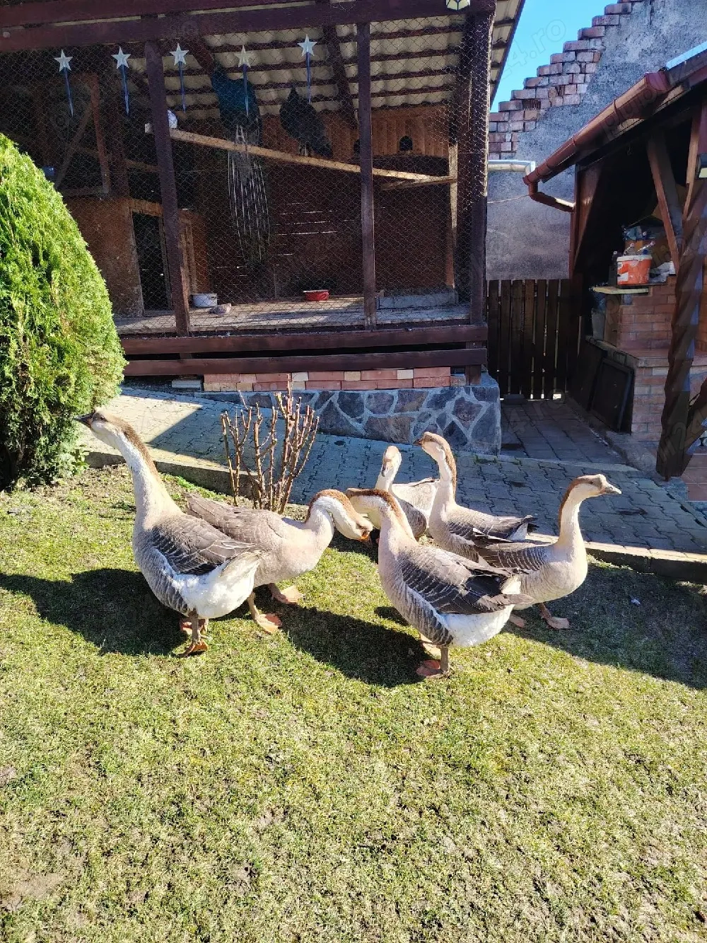 Gâște chinezești de vanzare 250 lei bucata