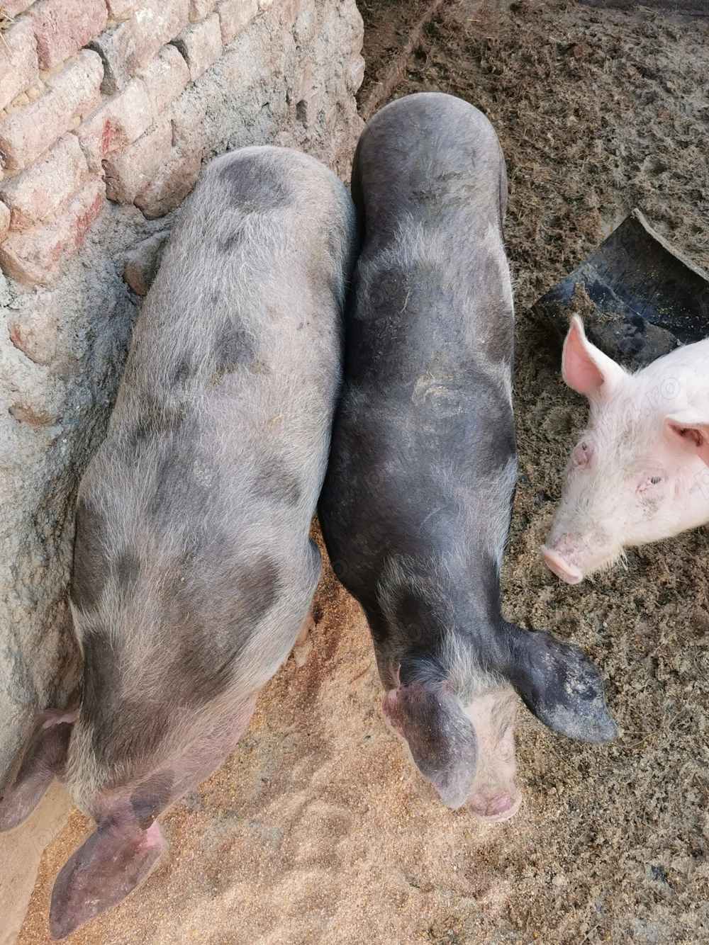 Vând porci de 80-100 kg