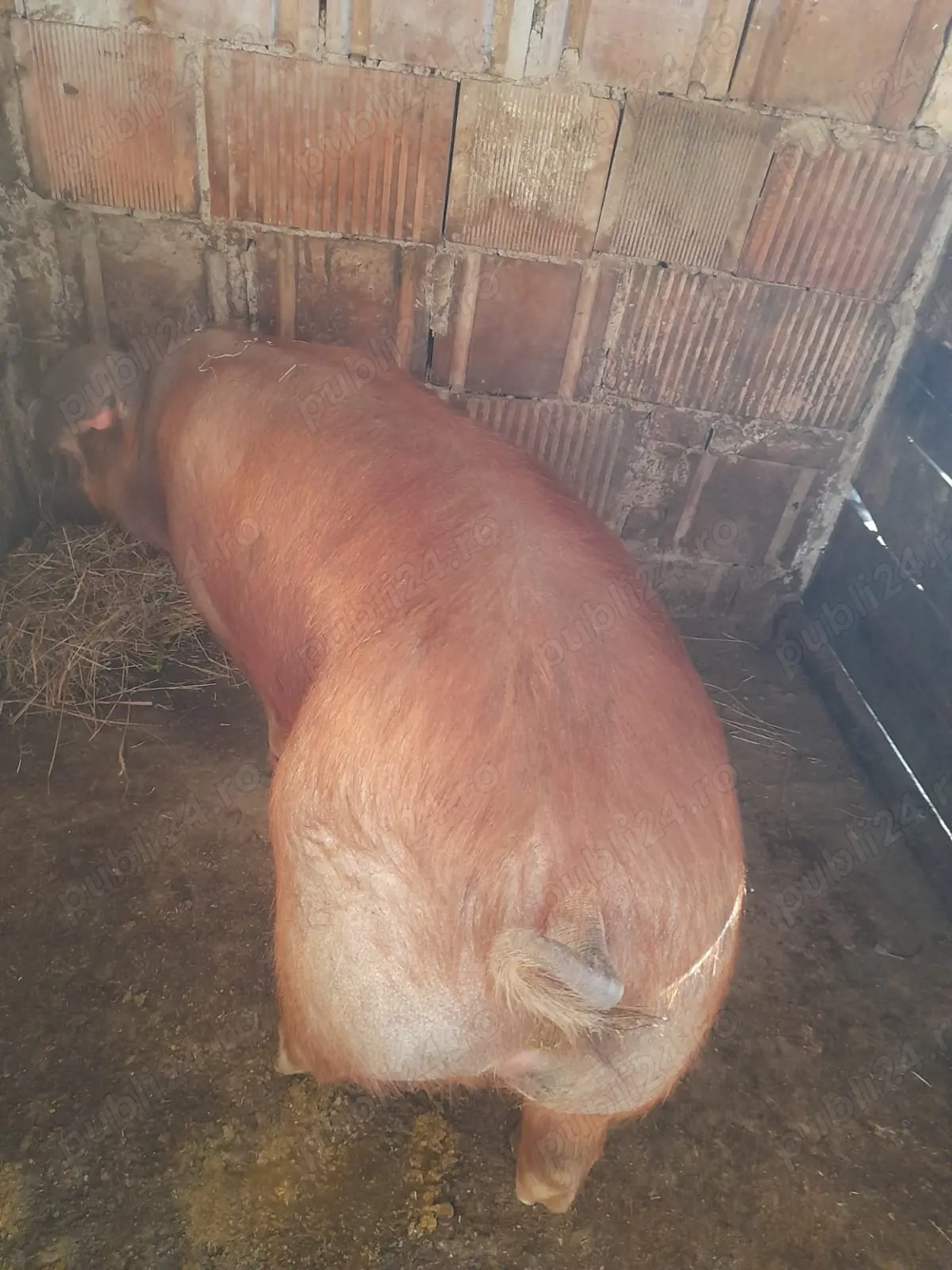Vând porc 130 de kilograme 