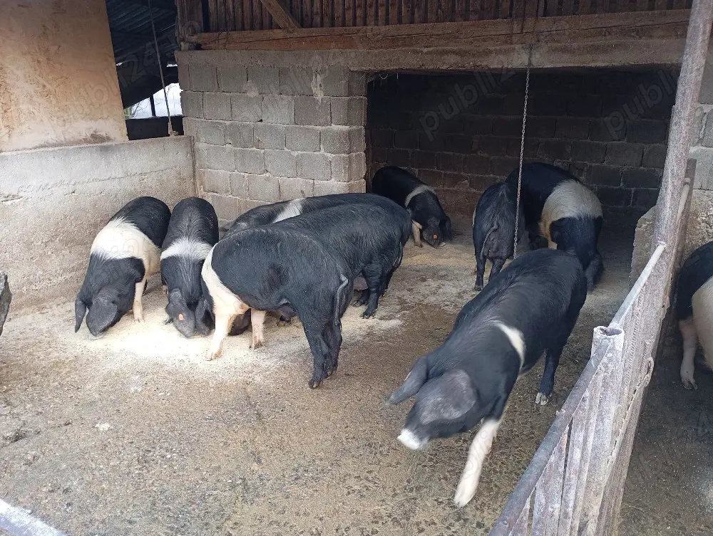 Porcii mangalița și Bazna de vânzare 