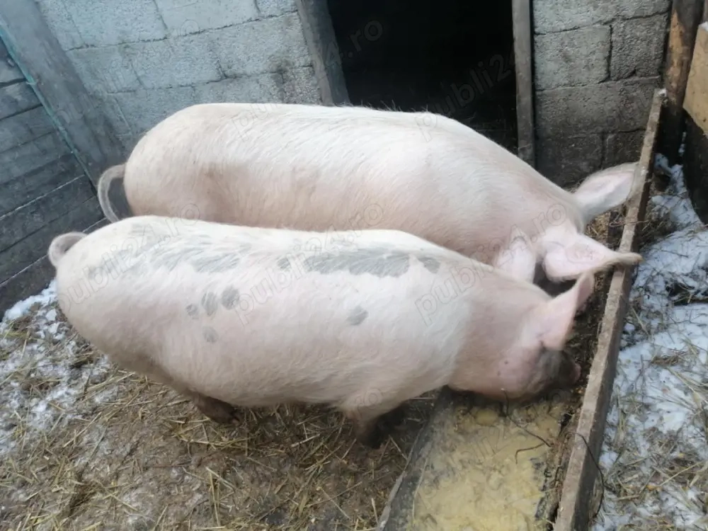 Vând porc 90 - 100 kg  