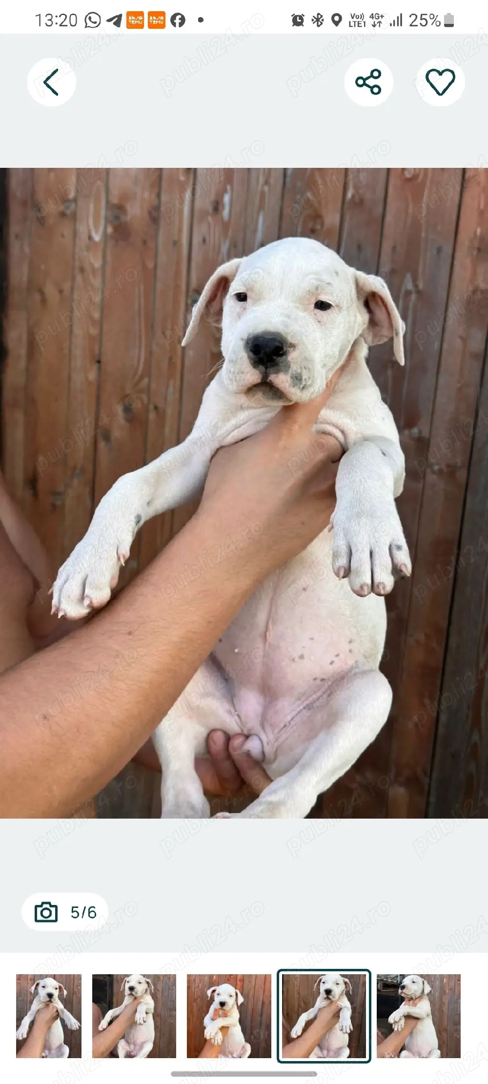 Pui Dogo Argentino 4 luni