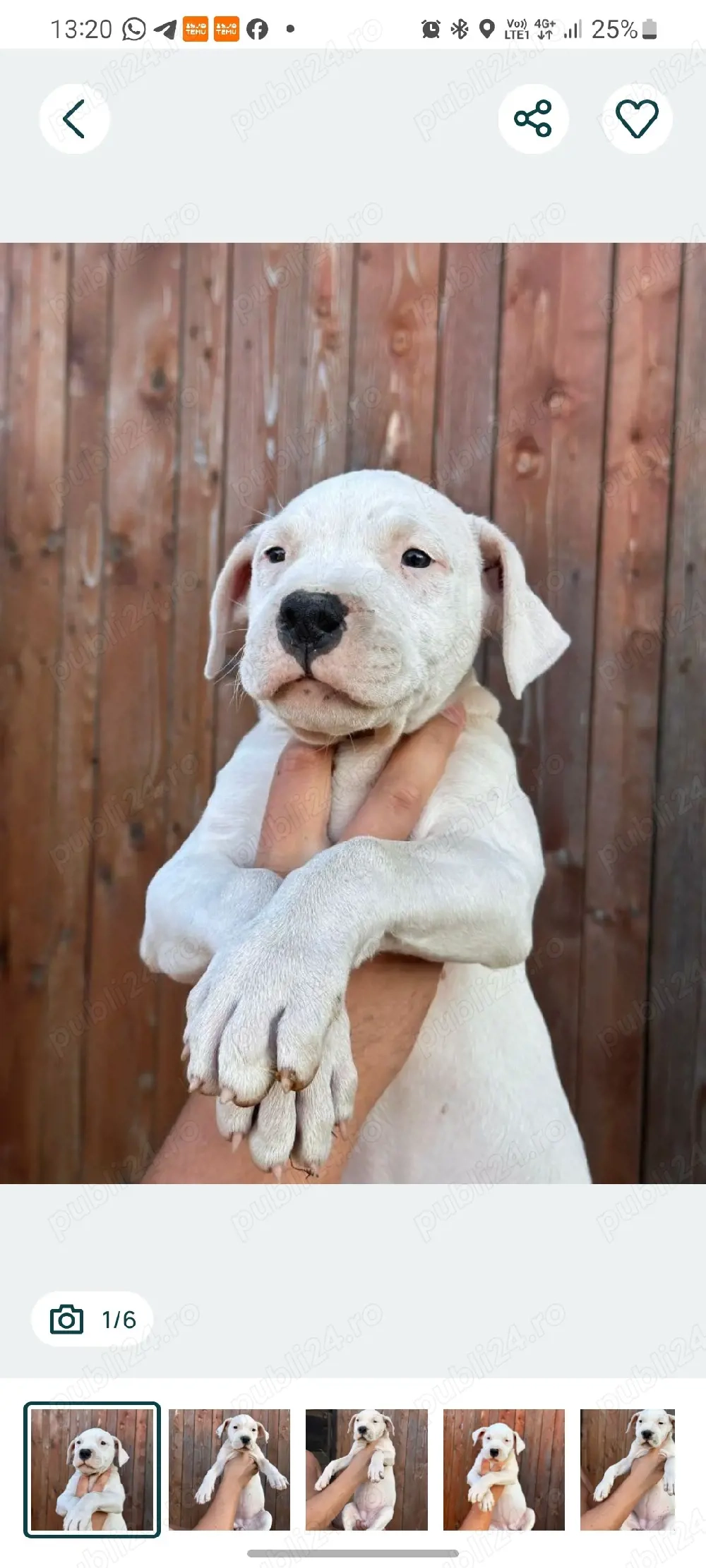 Se oferă spre vânzare Femela si Mascul  Dogo Argentino,