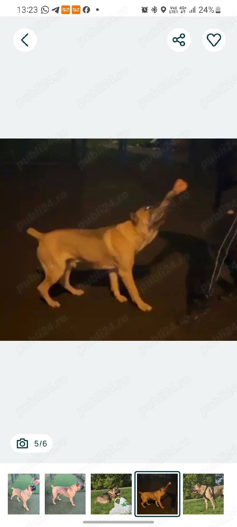 Mascul Cane Corso Formentino cu pedigree FCI, 3 ani dresat