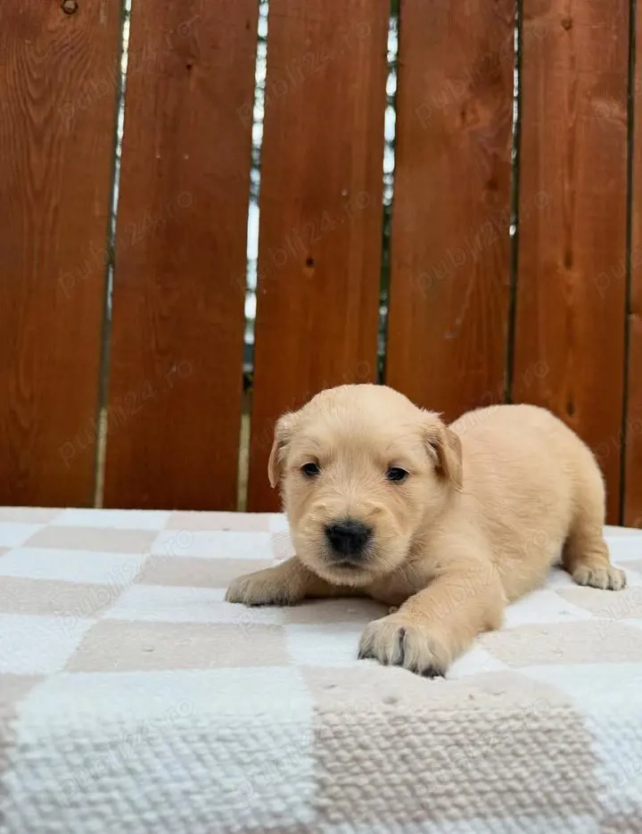 Căței de golden retriever 