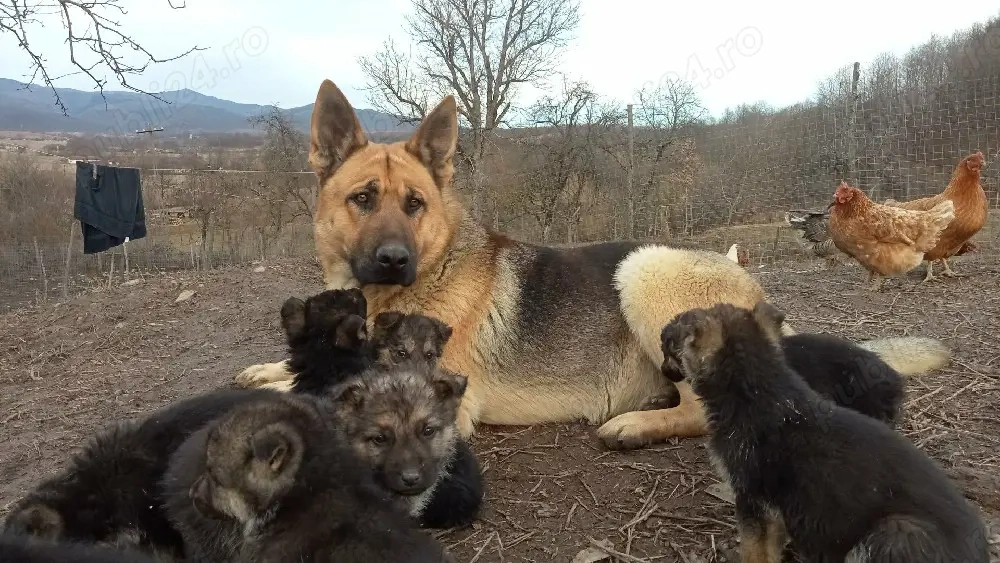 Cățeii ciobănesc german 