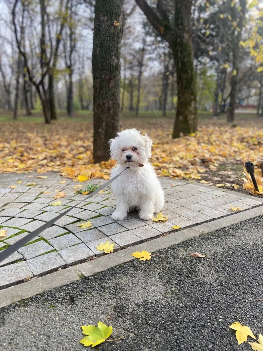 Isco isi cauta familie!