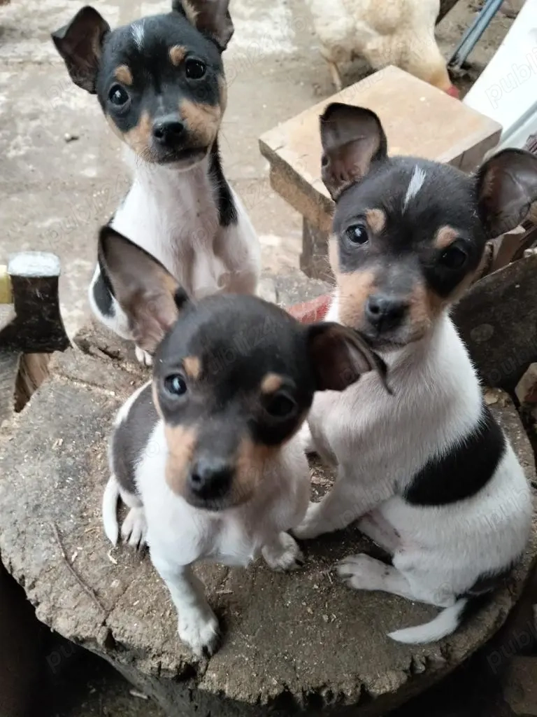 Vand caini rasa Terrier de Valencia 