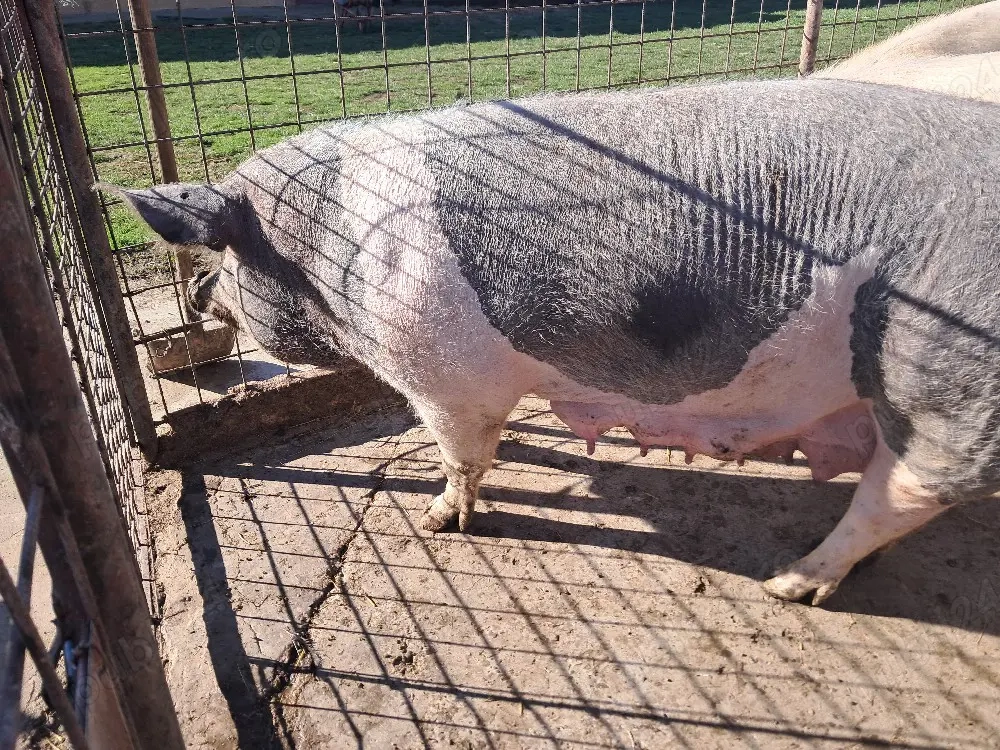 scroafa pentru taiat