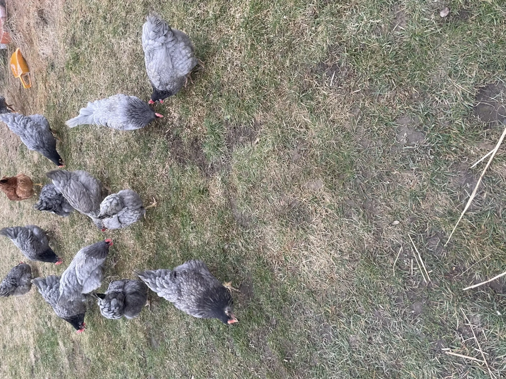 Vând găini  de oua