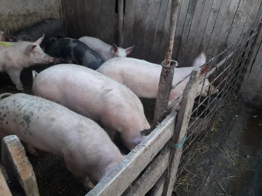 porci de vânzare purcei 